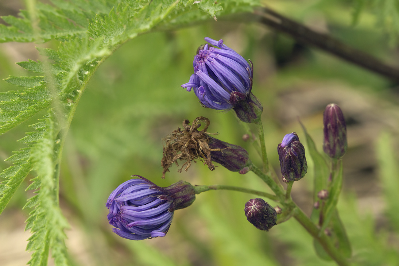 Image of Lactuca sibirica specimen.