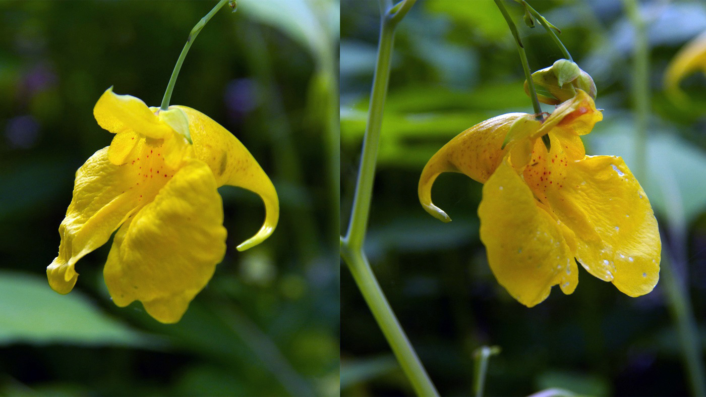 Изображение особи Impatiens noli-tangere.