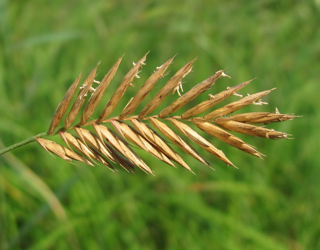 Image of Agropyron pectinatum specimen.