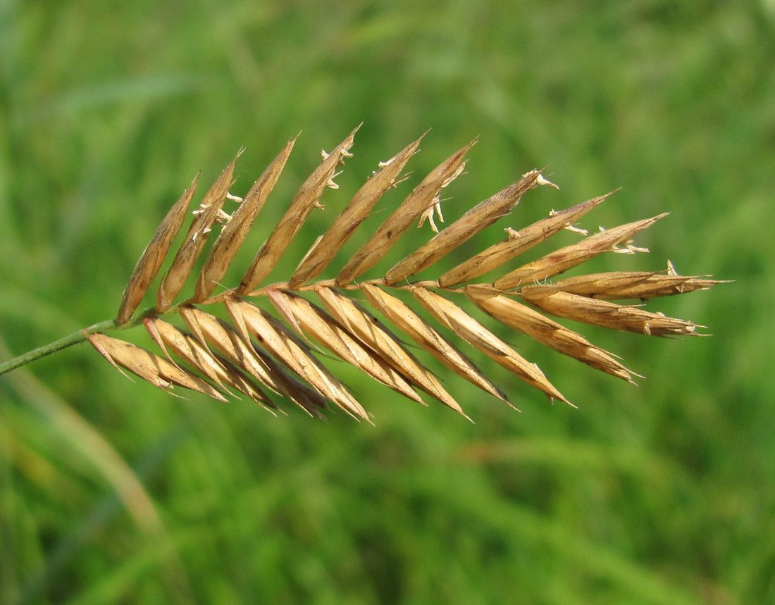 Изображение особи Agropyron pectinatum.