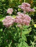 Eupatorium glehnii. Верхушки цветущих растений. Сахалинская обл., Холмский р-н, перегон 77 км - Чёртов мост, на ж.-д. насыпи. 13.08.2019.