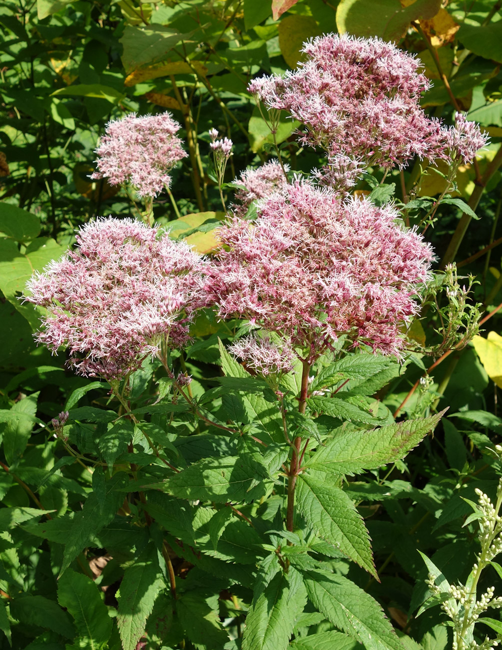 Изображение особи Eupatorium glehnii.