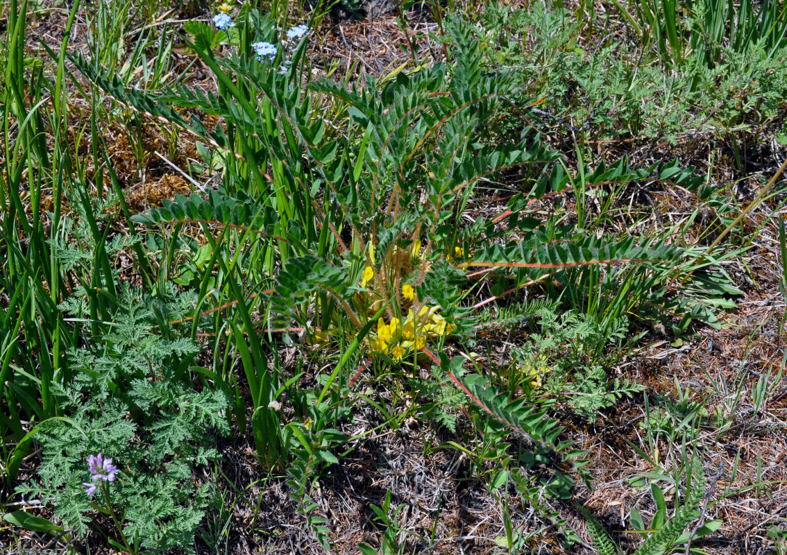 Изображение особи Astragalus schanginianus.