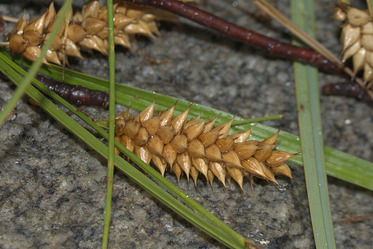 Изображение особи Carex vesicaria.