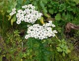 Achillea подвид macrocephala