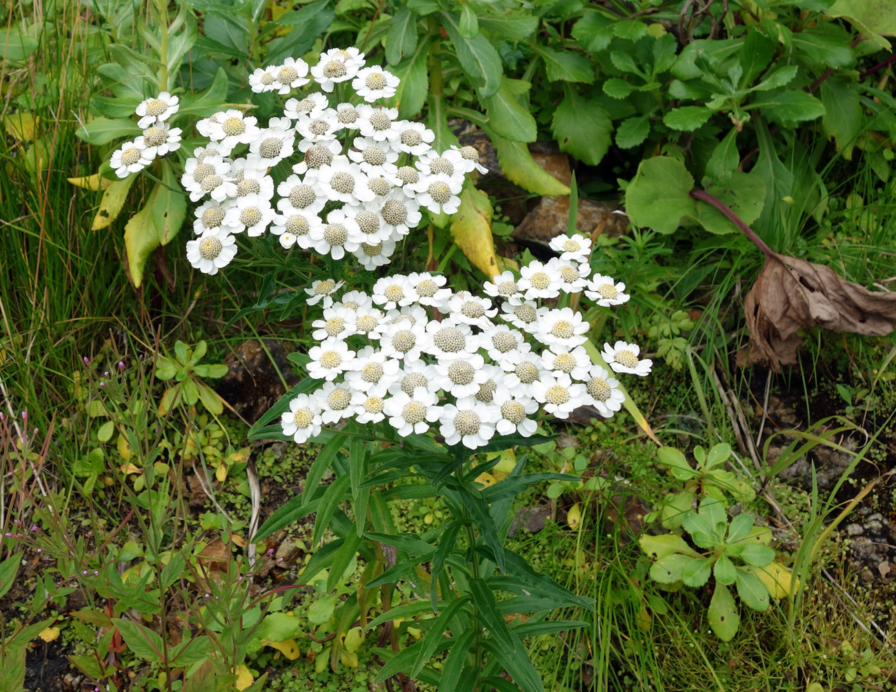 Изображение особи Achillea ptarmica ssp. macrocephala.