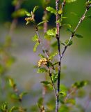 Betula fruticosa