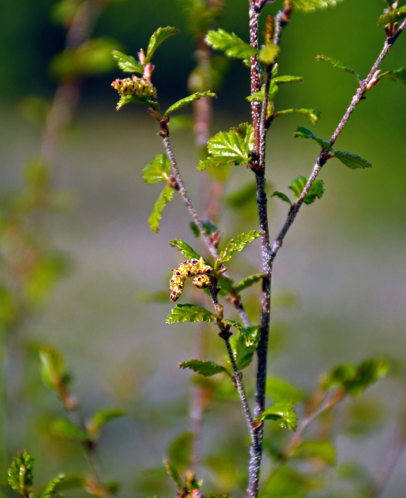 Изображение особи Betula fruticosa.