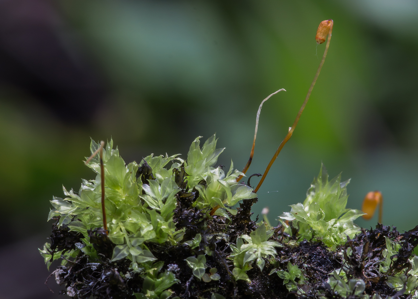 Изображение особи Plagiomnium cuspidatum.