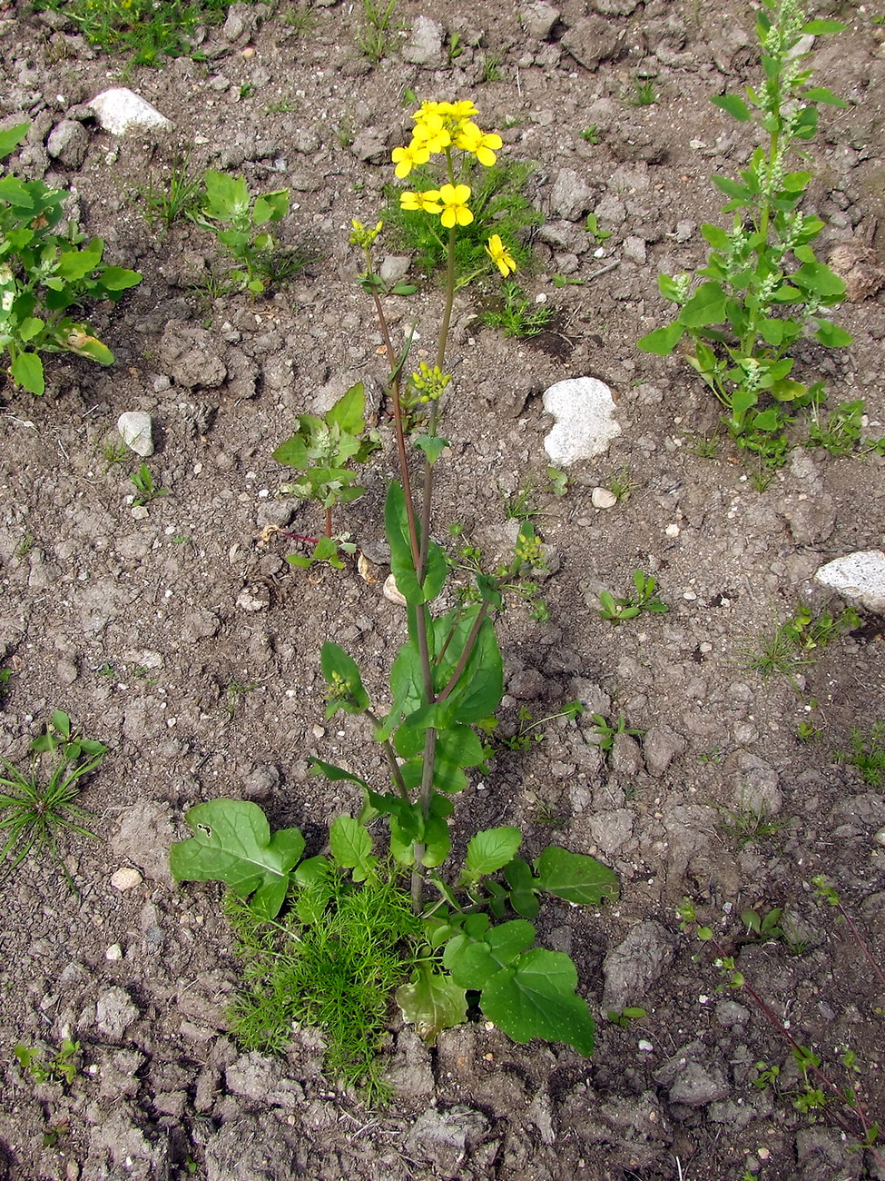 Изображение особи Brassica campestris.