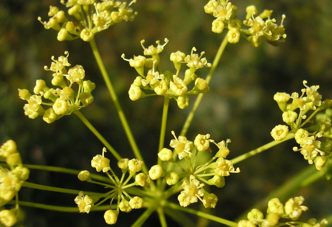 Изображение особи Peucedanum ruthenicum.