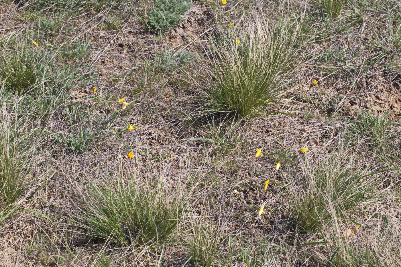 Image of Tulipa scythica specimen.