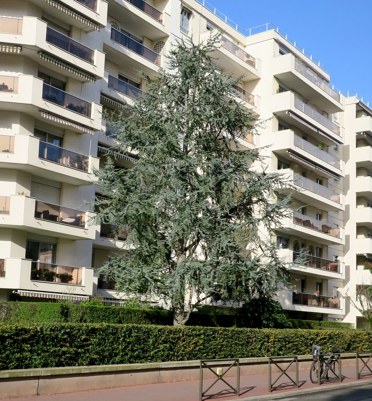 Image of Cedrus atlantica specimen.