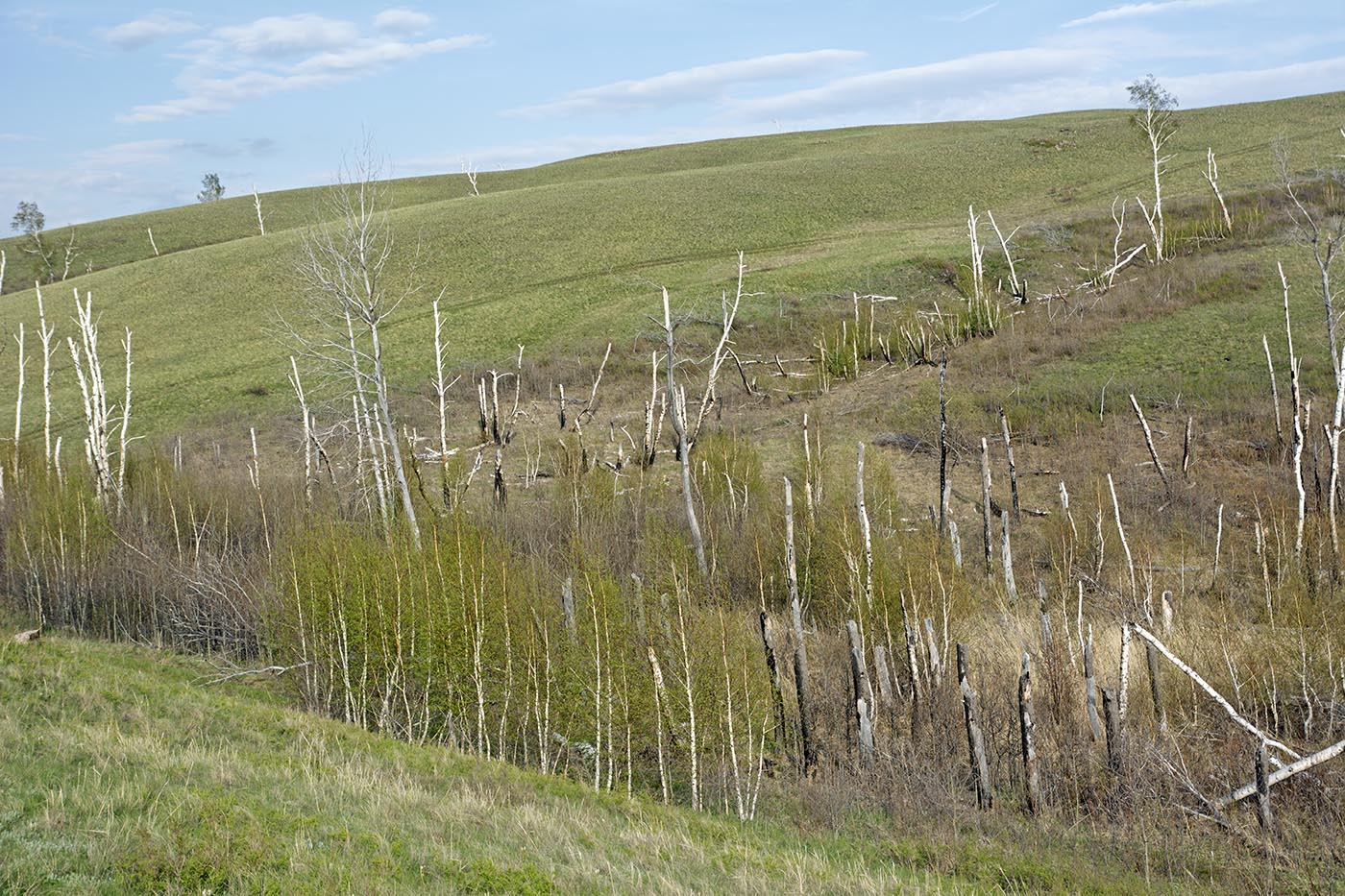 Изображение особи Betula pendula.