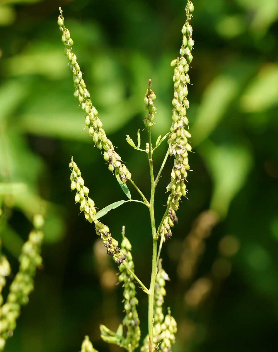 Изображение особи Melilotus albus.