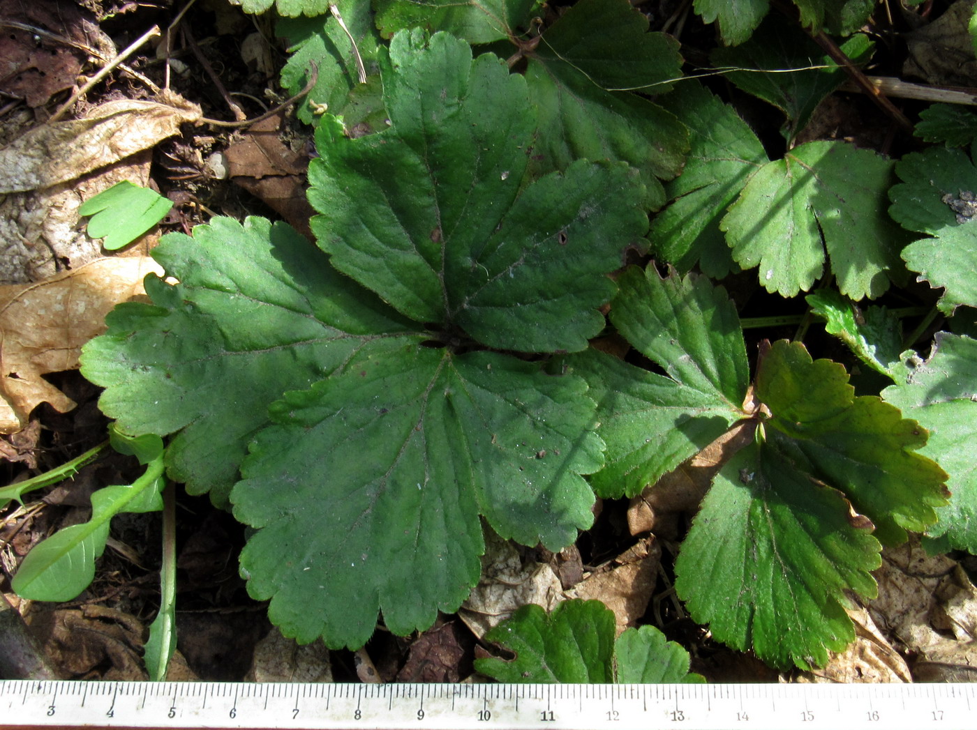 Image of Waldsteinia ternata ssp. maximowicziana specimen.