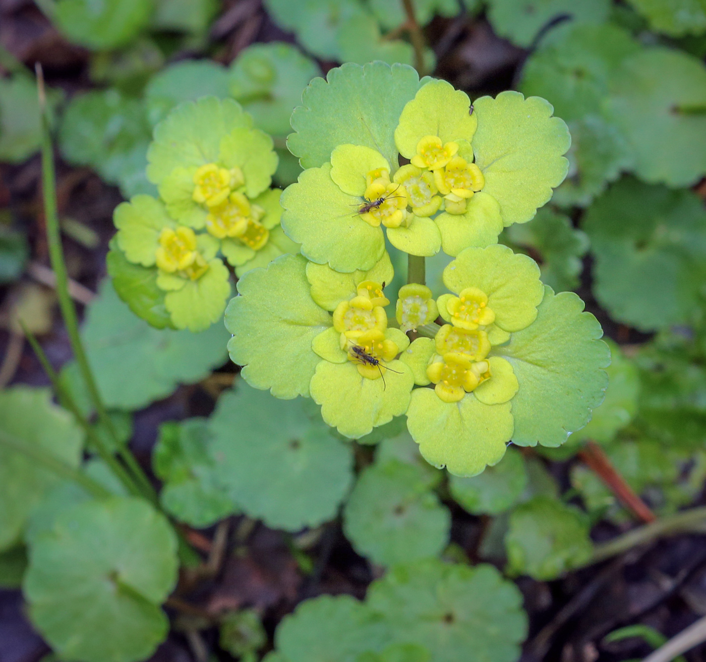 Image of Chrysosplenium alternifolium specimen.