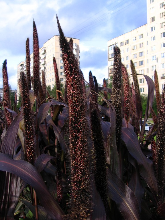 Изображение особи Pennisetum americanum.