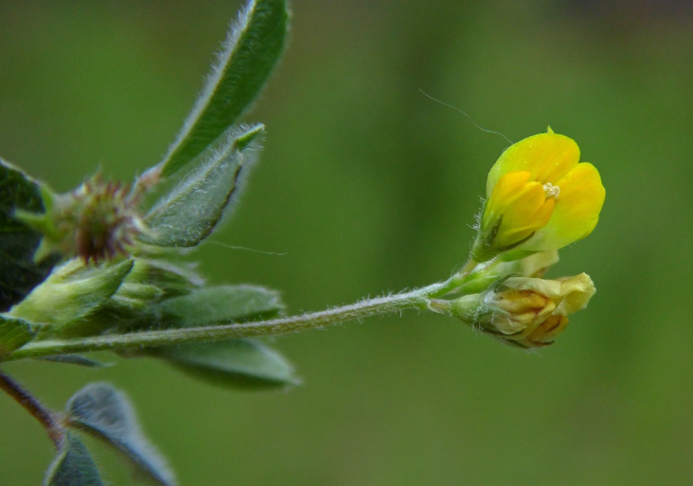 Image of Medicago minima specimen.