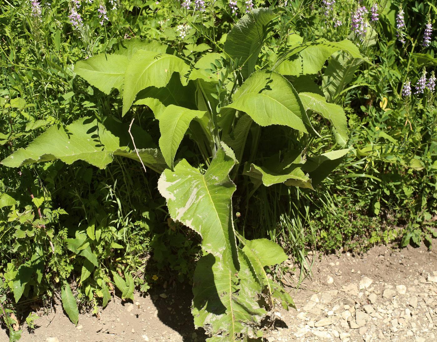 Изображение особи Inula helenium.