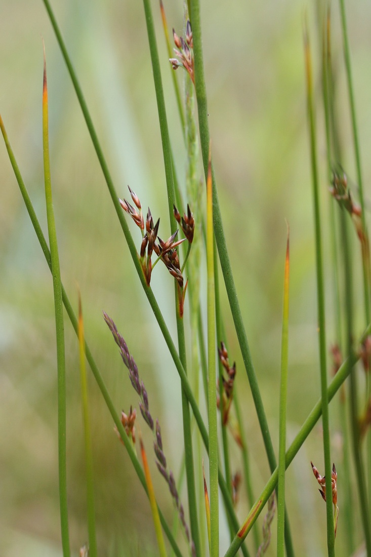 Изображение особи Juncus filiformis.