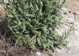 Saussurea robusta. Нижние части побега. Алтайский край, Благовещенский р-н, берег Селитренного озера (гиперсолёного), нарушенный полынно (Artemisia nitrosa)-солянковый солончак. 29.06.2020.
