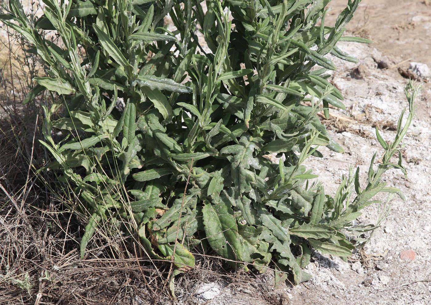 Image of Saussurea robusta specimen.