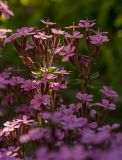 Saponaria ocymoides. Часть соцветия. Пермский край, пос. Юго-Камский, частное подворье. 16 июня 2020 г.