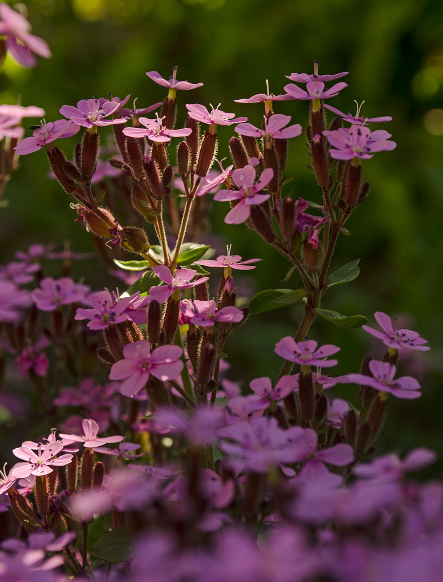 Изображение особи Saponaria ocymoides.