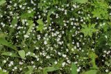 Stellaria graminea