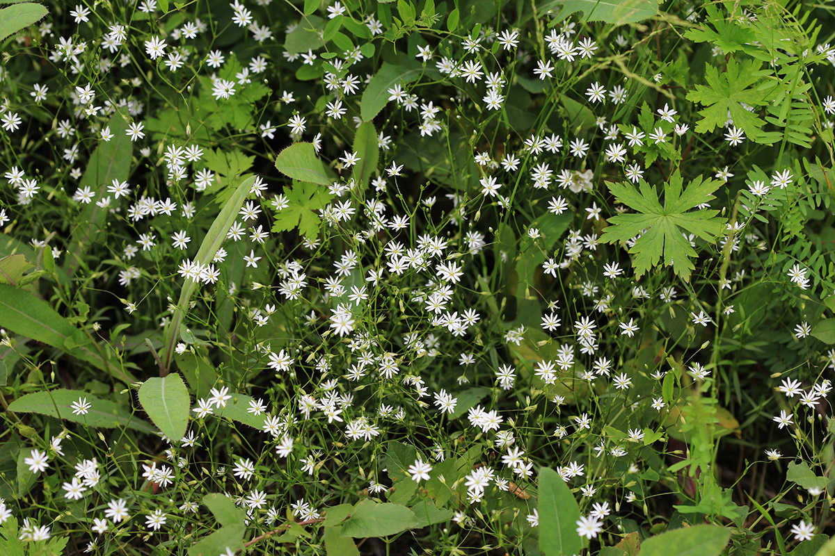 Image of Stellaria graminea specimen.