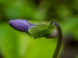 Viola palustris. Бутон в каплях дождя. Московская обл., г. Дубна, лесопарк, смешанный лес, возле лесной дороги. 22.05.2020.