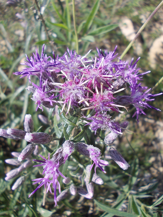 Image of Saussurea salicifolia specimen.