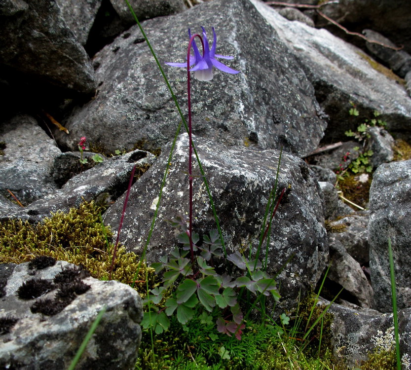 Изображение особи Aquilegia borodinii.