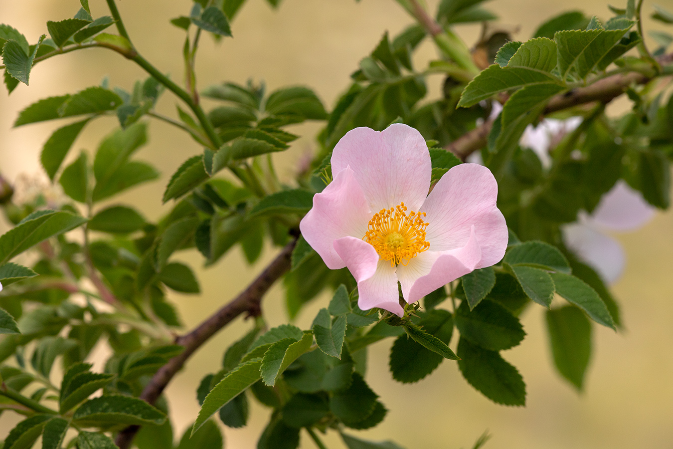 Image of genus Rosa specimen.