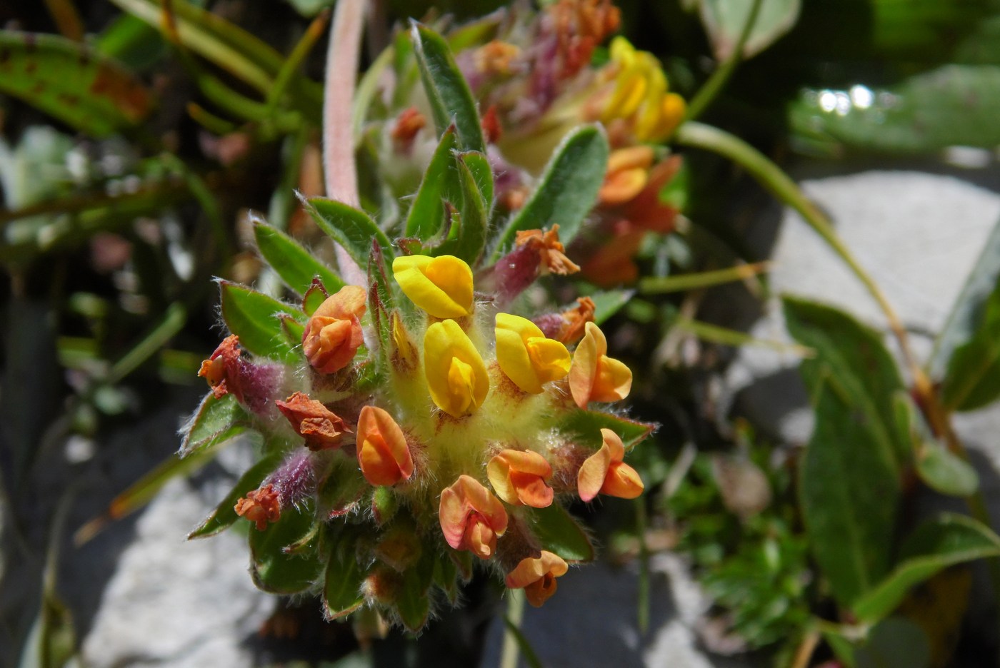 Изображение особи Anthyllis variegata.