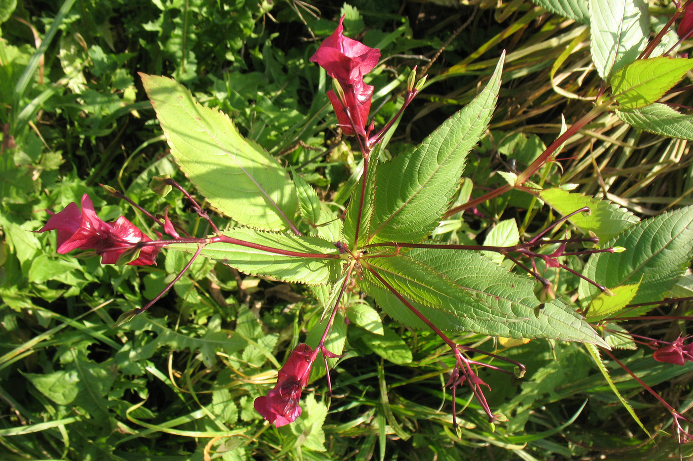 Image of Impatiens glandulifera specimen.