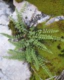 Asplenium trichomanes