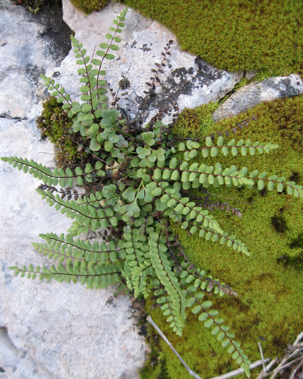 Image of Asplenium trichomanes specimen.