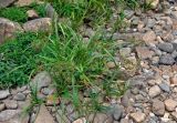 Scirpus sylvaticus. Цветущие растения. Челябинская обл., Катав-Ивановский р-н, долина р. Тюлюк, каменистый берег реки. 19.07.2020.
