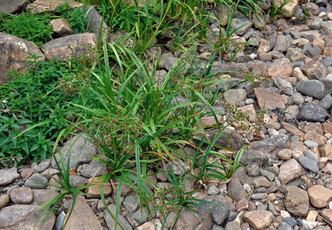 Изображение особи Scirpus sylvaticus.