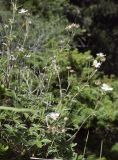 Potentilla alchimilloides