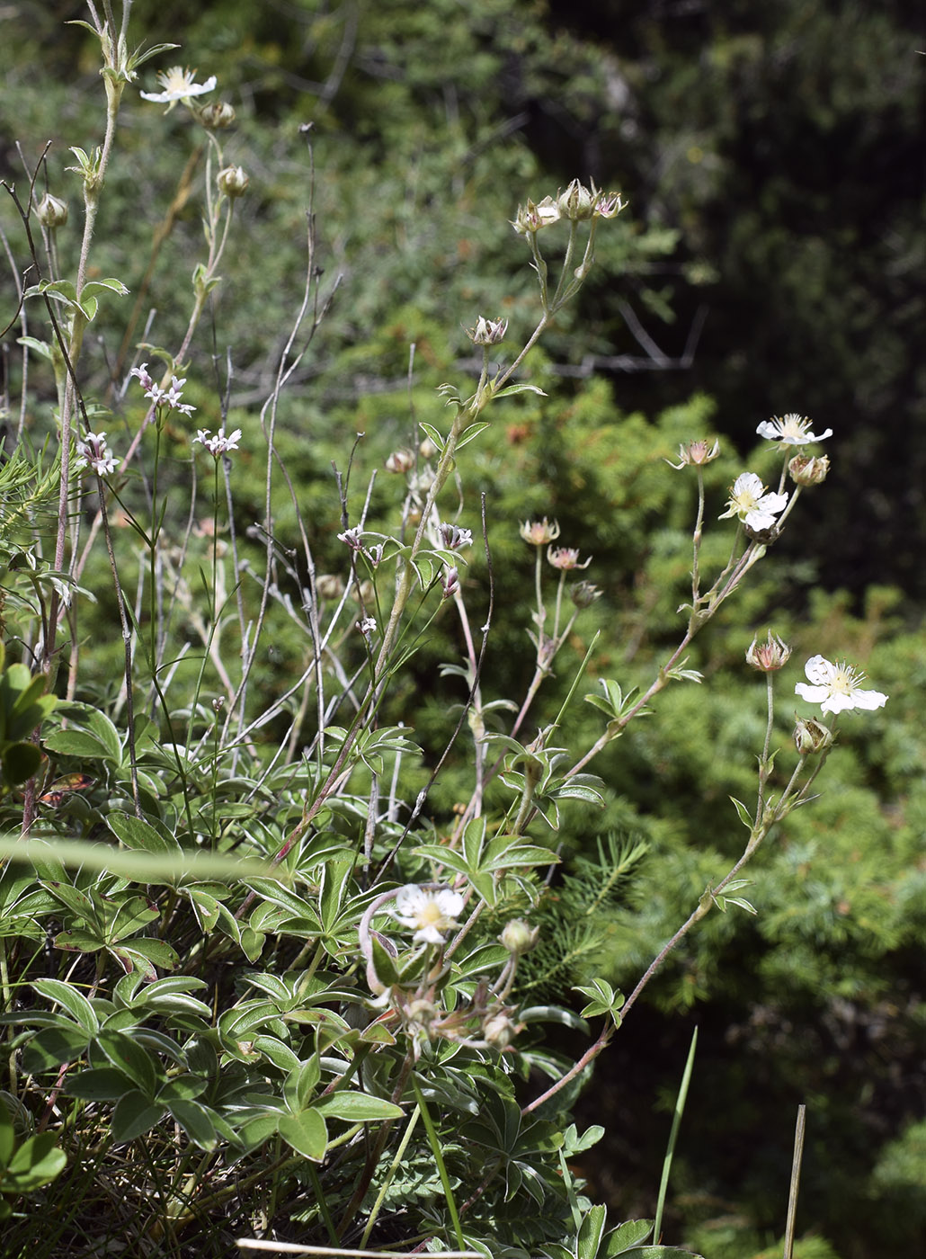 Изображение особи Potentilla alchimilloides.