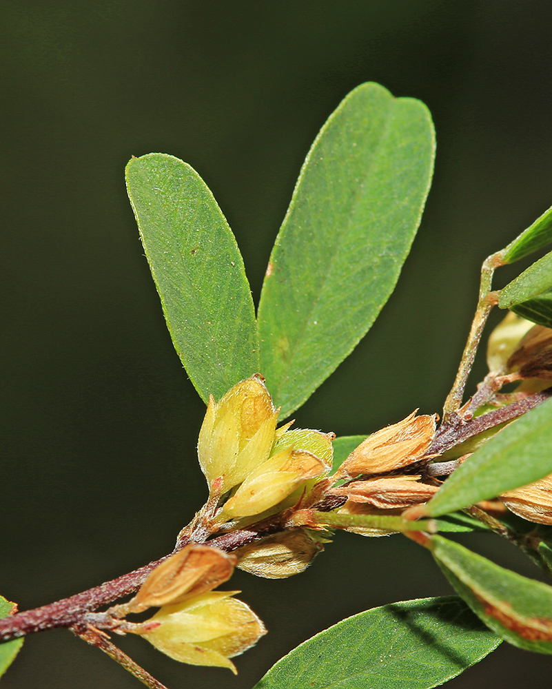 Изображение особи Lespedeza juncea.