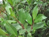 Salix pantosericea. Верхушка ветви. Кабардино-Балкария, Эльбрусский р-н, ок. 2650 м н.у.м., берег р. Ирикчат. 06.07.2020.