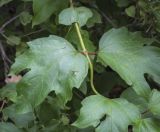 Viburnum sargentii