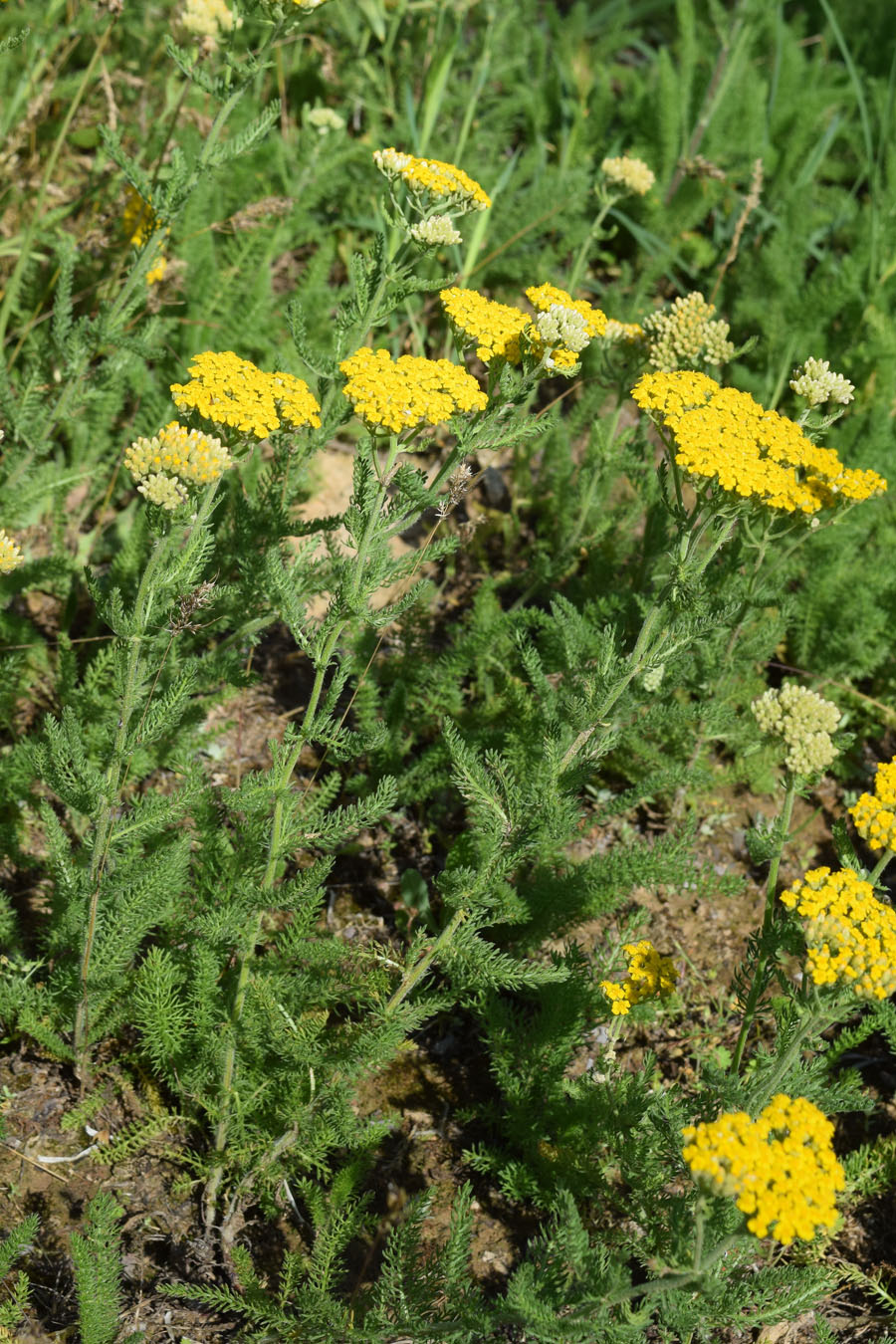 Image of Achillea arabica specimen.
