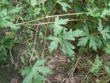 Geranium sibiricum