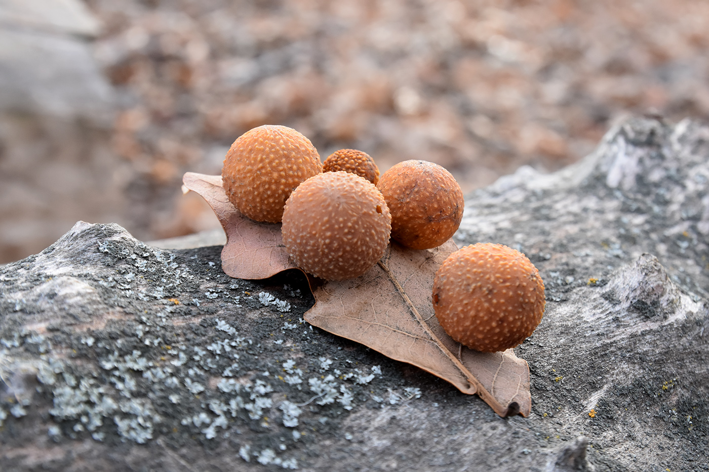 Image of Quercus robur specimen.