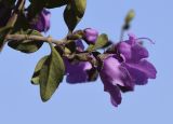 Prostanthera ovalifolia